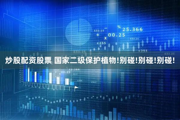 炒股配资股票 国家二级保护植物!别碰!别碰!别碰!